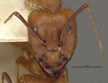 Media type: image;   Entomology 21469 Aspect: head frontal view
